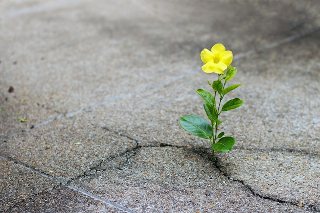 Crescita di fiori gialla sulla via della crepa, concetto di speranza