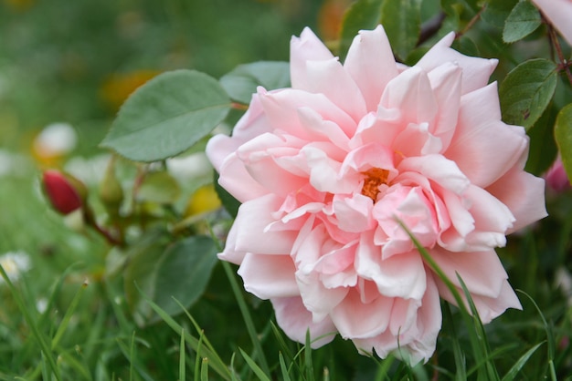 Crescita di fiori rosa inglese di inglese nel giardino, ora legale.