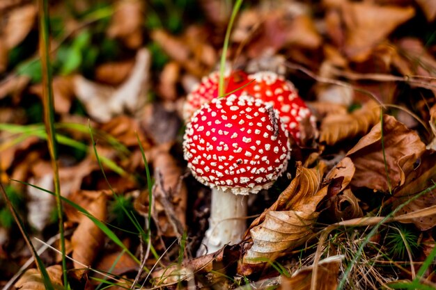 Crescita di funghi velenosi rossi nella foresta