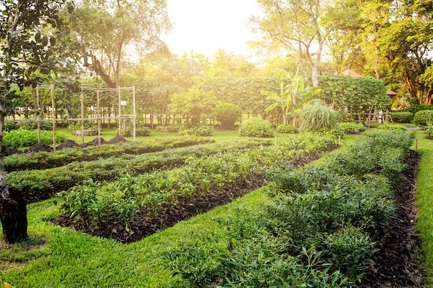 Crescita di peperoncini rossi di verdure in giardino