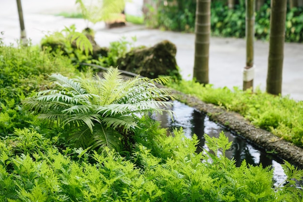 Crescita di piante tropicali verdi con ruscello che scorre nel giardino