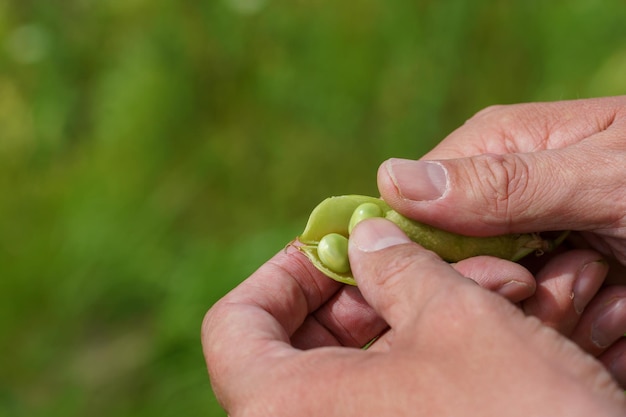 Crescita di piselli verdi La mano dell'agricoltore con un baccello di piselli in primo piano Agricoltura ecologica Una grande piantagione di piselli verde