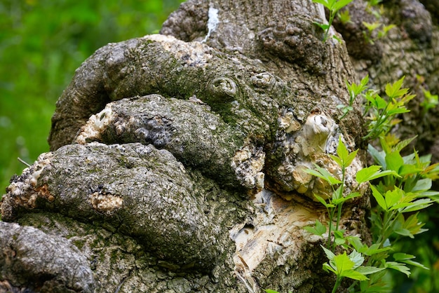 Crescita dolorosa su un albero nella foresta