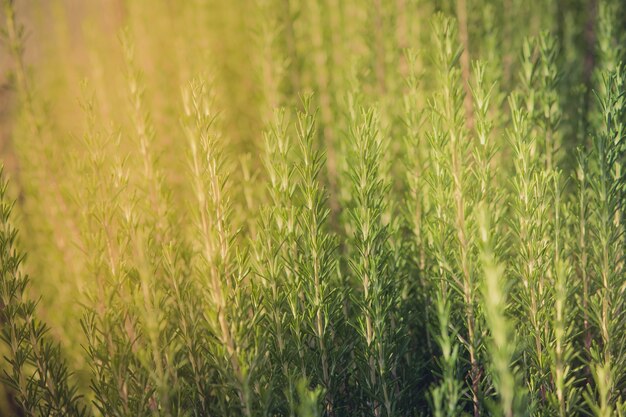 Crescita fresca dell'erba del rosmarino Inquadratura orizzontale