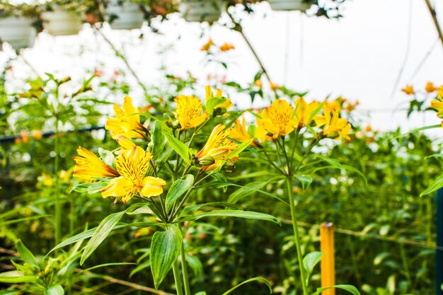 Crescita gialla di alstroemeria nella serra, primo piano