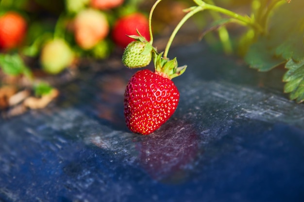 Crescita industriale di fragole fresche coltivate in campo