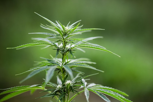 Crescita pianta di cannabis marijuana all'aperto