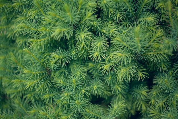 Crescita primaverile di giovane abete canadese, fondo naturale di struttura. Sfocatura messa a fuoco selettiva.