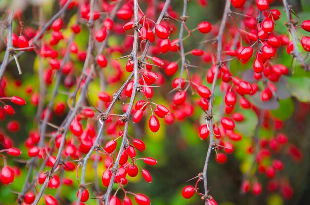 Crespino (come sfondo autunnale)