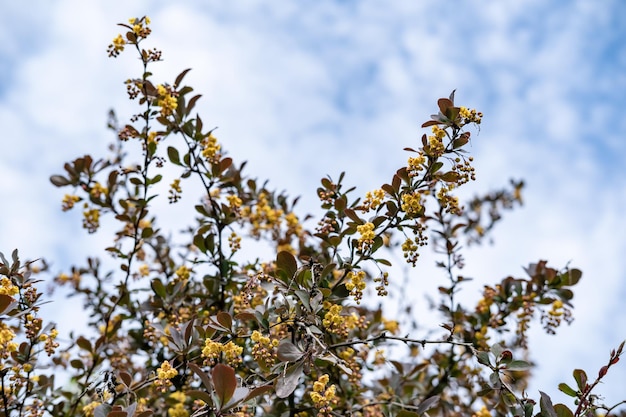 Crespino in fiore Berberis contro il cielo blu e nuvole bianche Primo piano