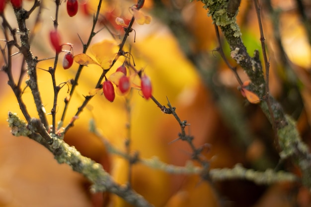 Crespino rosso, Berberis da vicino. Ramo di cespuglio di crespino autunnale con foglie rosse e primo piano di bacche