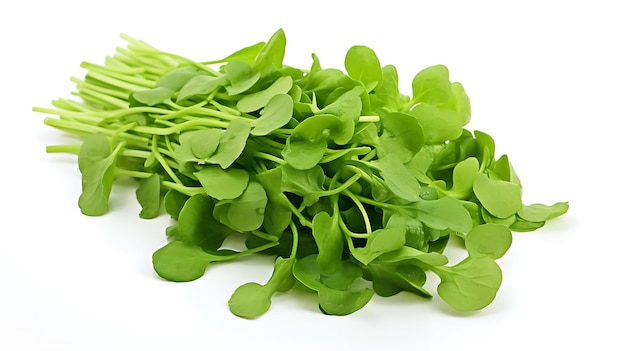 Cress d'acqua vegetale biologico fresco su sfondo bianco