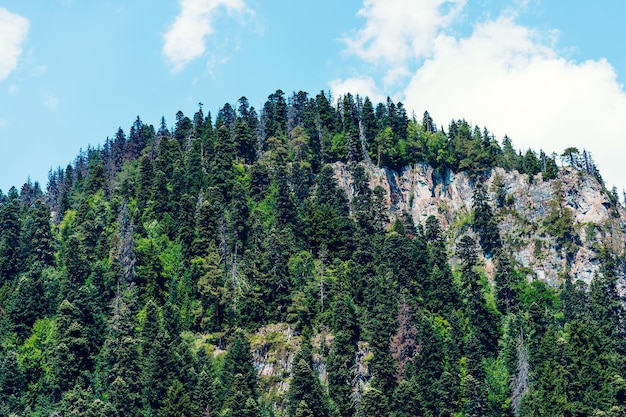 Cresta montuosa ricoperta di foresta sotto il cielo blu Pittoresco scenario di pendii montuosi e cime ricoperte di verde fogliame lussureggiante sotto il cielo blu in una soleggiata giornata estiva