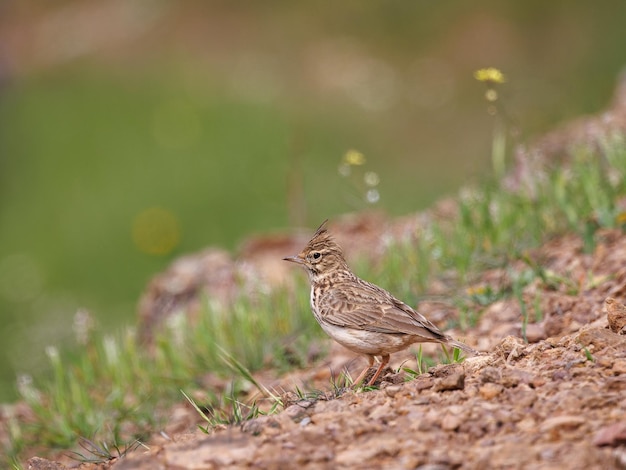 Crested Lark Bird nel suo ambiente naturale