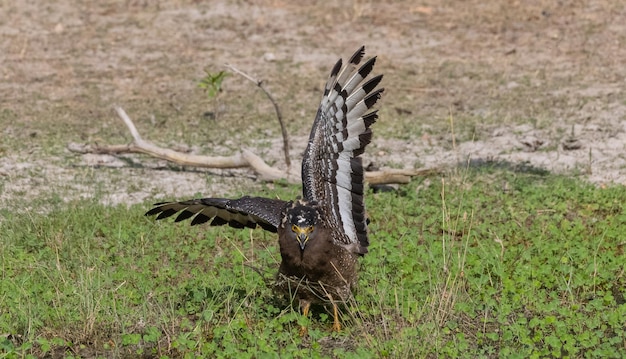 Crested Serpent Eagle Spilornis cheela che si appollaia su un terreno nella foresta