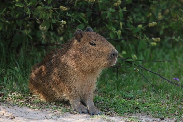 Cria de Carpincho