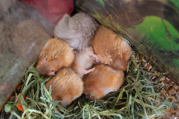 Criceto dorme primo piano sei criceti rannicchiati sdraiati e addormentati in gabbia criceto al centro messo fuori p