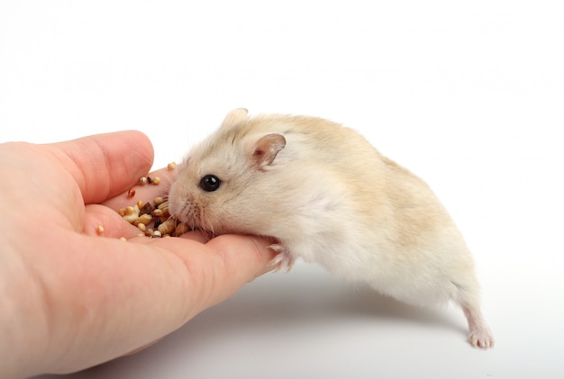 Criceto peloso nano che mangia alimento dalla mano femminile su superficie bianca