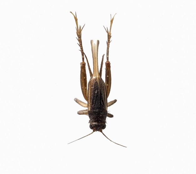 Cricket insetto marrone piccolo su sfondo bianco