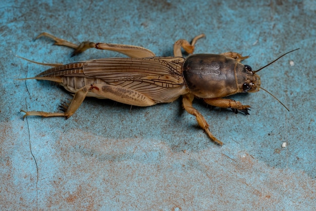 Cricket talpa adulto del genere Neoscapteriscus