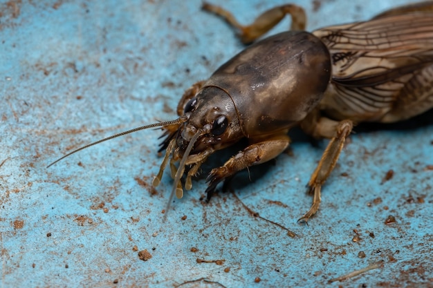 Cricket talpa adulto del genere Neoscapteriscus