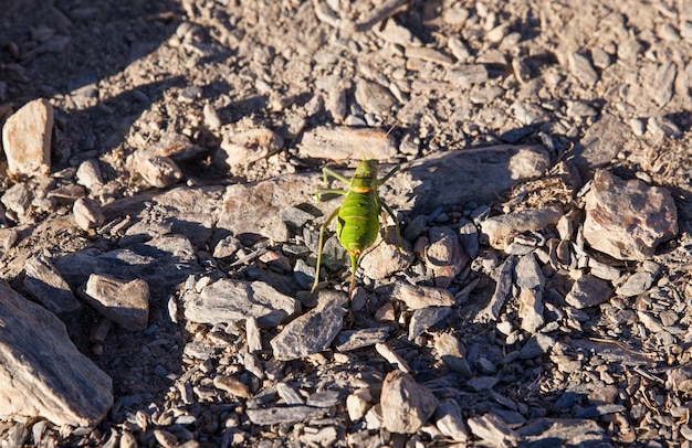 Cricket verde sulla strada di pietra