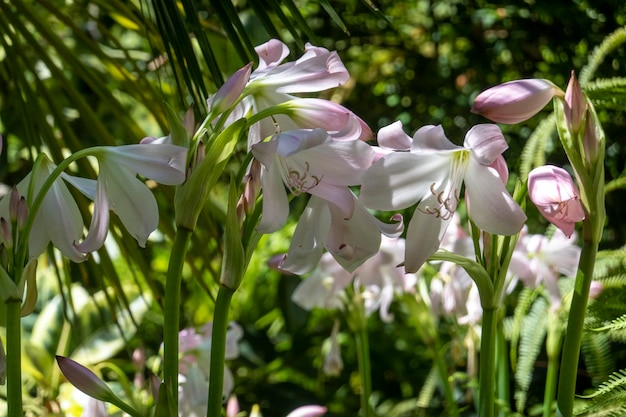 Crinum powellii bellissimo fiore