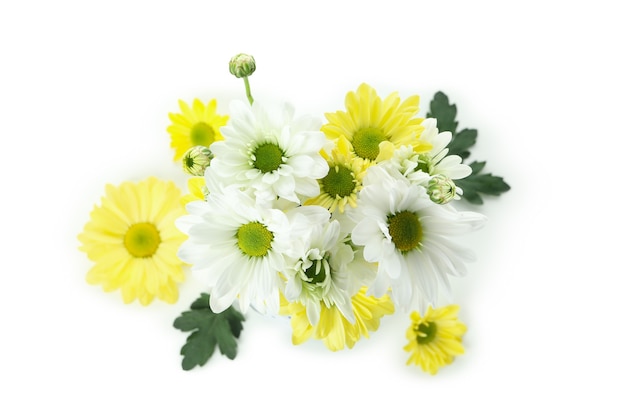 Crisantemi bianchi e gialli isolati su priorità bassa bianca.