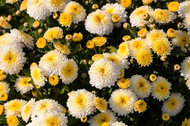 crisantemi bianco-gialli. sfondo di fiori naturali