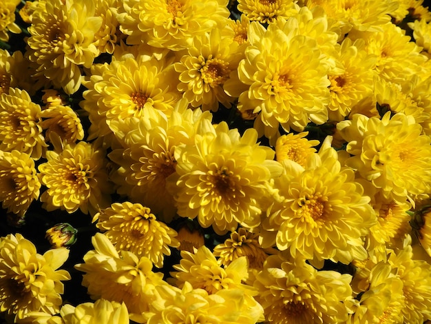 Crisantemi di colore giallo in un bouquet Primo piano Biglietto di auguri per matrimonio o compleanno Fiori autunnali della famiglia Asteraceae o Dendranthema Struttura del fiore Foto di alta qualità