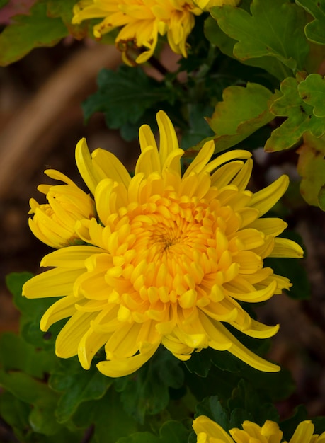 Crisantemi gialli Chrysanthemum morifolium su sfondo scuro