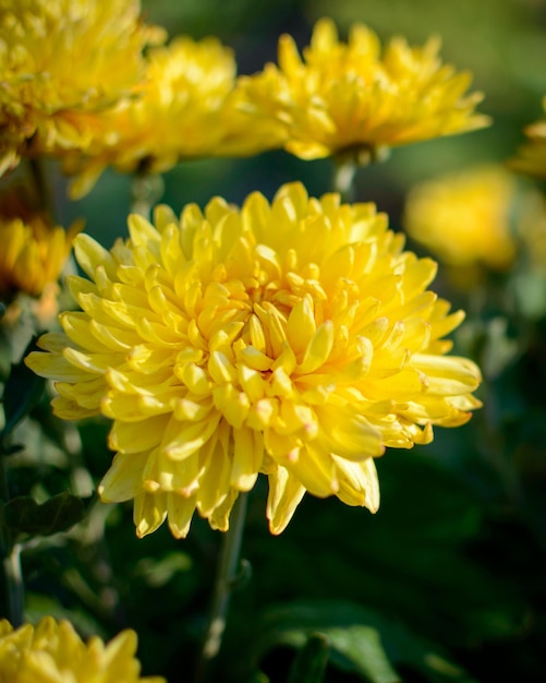 Crisantemi gialli nel parco. Fiori gialli.