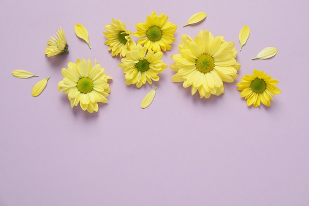 Crisantemi gialli su sfondo viola, spazio per il testo.