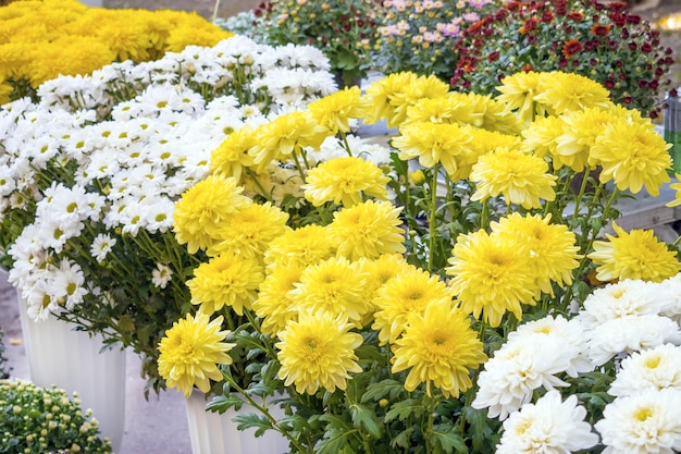 Crisantemi varietali in un negozio di fiori. Crisantemo bianco, giallo, rosso e rosa