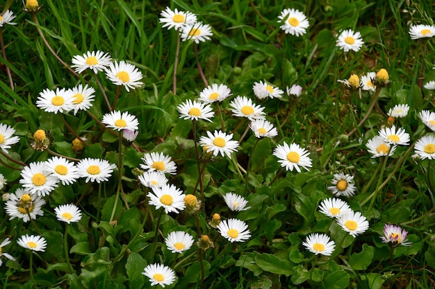 Crisantemo ad arbusto Latin Chrysanthemum frutescens Fiori bianchi su un prato verde