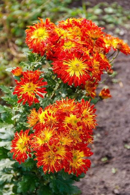 Crisantemo arancione in un giardino