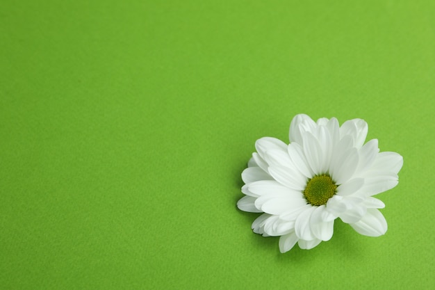Crisantemo bianco su sfondo verde, spazio per il testo.