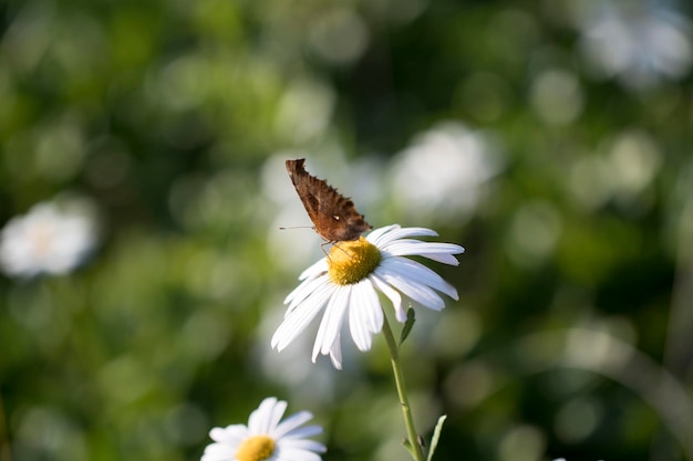 Crisantemo coreano fiori d'autunno