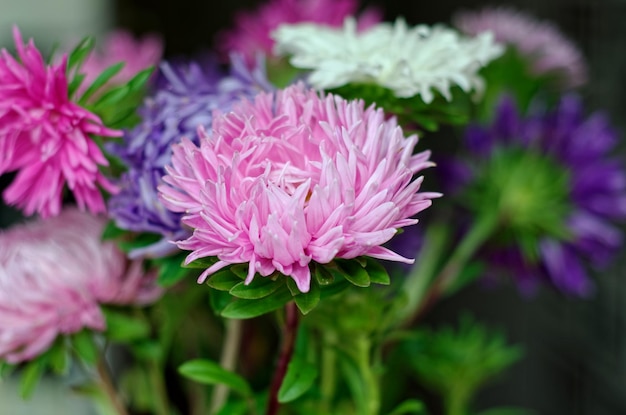 crisantemo da un primo piano bouquet