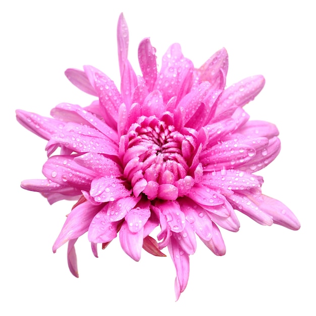 Crisantemo fiore rosa isolato su sfondo bianco. Disposizione piatta, vista dall'alto
