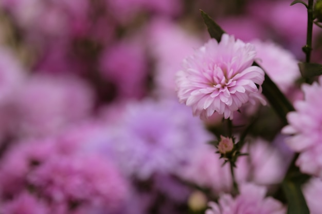 Crisantemo fiori colorati