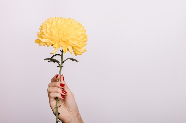 Crisantemo giallo in una mano femminile con manicure rosso