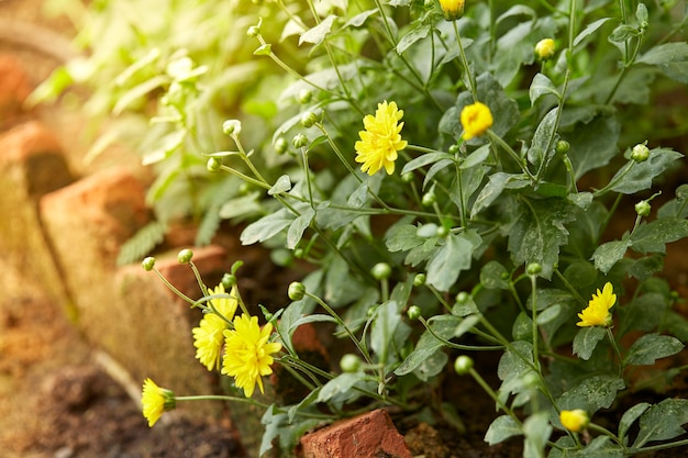 Crisantemo giallo nel giardino