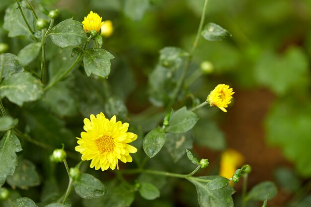 Crisantemo giallo nel giardino