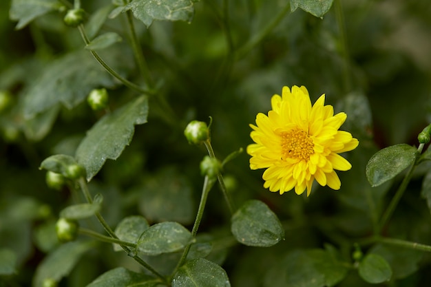 Crisantemo giallo nel giardino