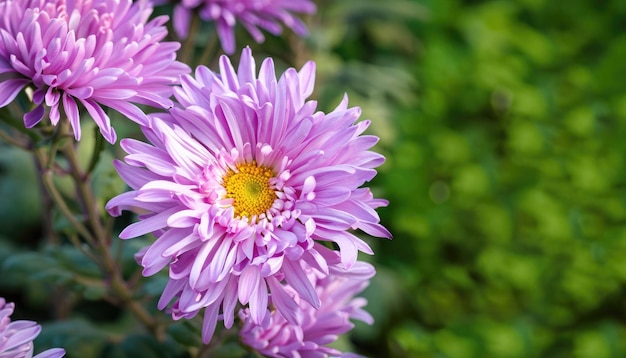 Crisantemo in fiore nel giardino con spazio di copia