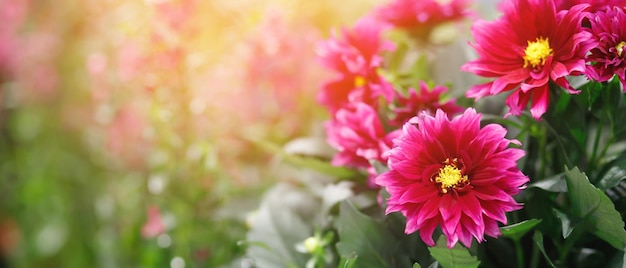 Crisantemo naturale bellissimo rosso nel giardino fiorito