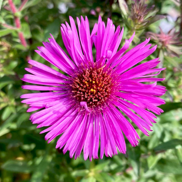 Crisantemo. Primo piano del fiore di crisantemo rosa con centro giallo.