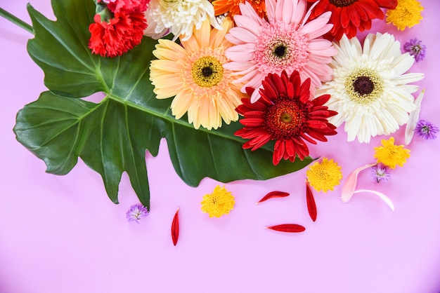 Crisantemo tropicale della gerbera della pianta della composizione nella struttura dei fiori di estate fresca della molla