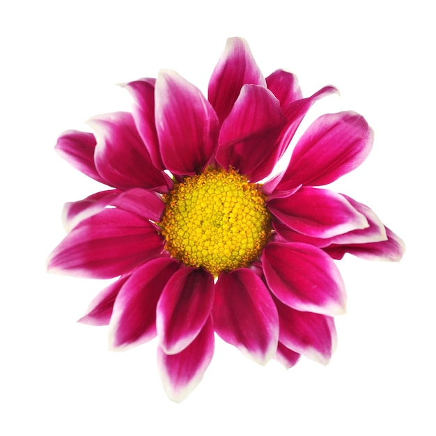 Crisantemo viola isolato su bianco